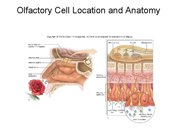Olfactory Cell Location and Anatomy 