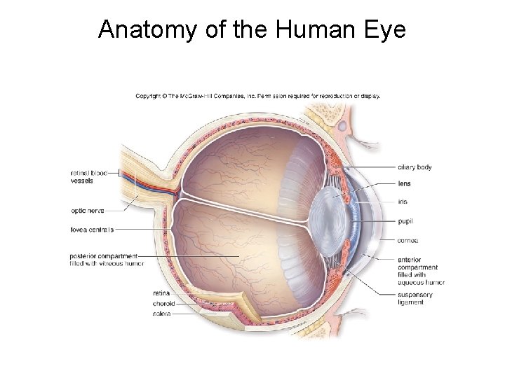 Anatomy of the Human Eye 