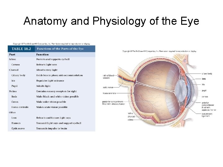Anatomy and Physiology of the Eye 