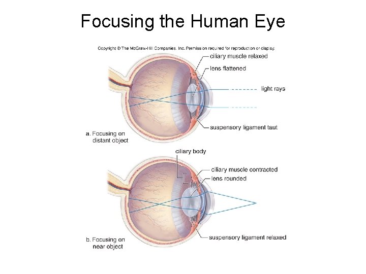 Focusing the Human Eye 