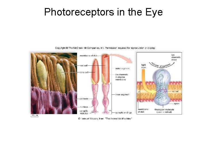 Photoreceptors in the Eye 