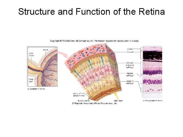 Structure and Function of the Retina 
