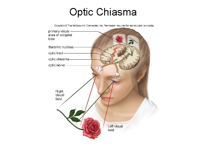 Optic Chiasma 