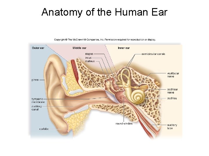 Anatomy of the Human Ear 