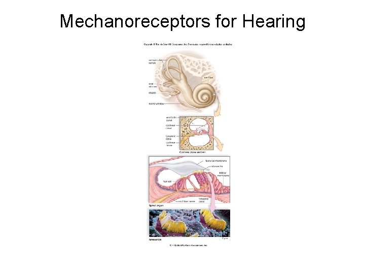 Mechanoreceptors for Hearing 