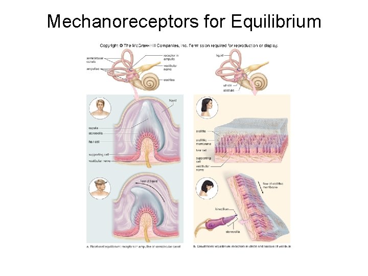 Mechanoreceptors for Equilibrium 