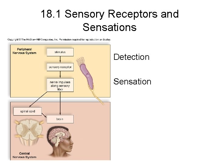 18. 1 Sensory Receptors and Sensations Detection Sensation 