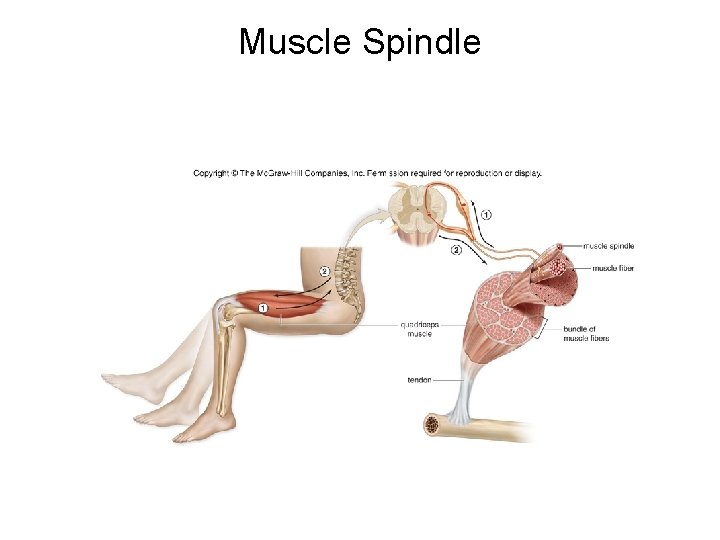Muscle Spindle 