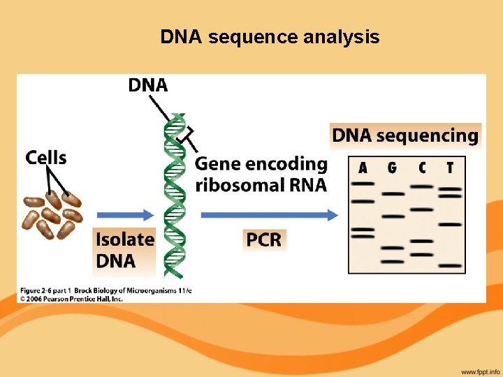 DNA sequence analysis 