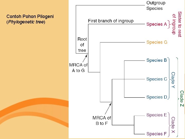 Contoh Pohon Pilogeni (Phylogenetic tree) 