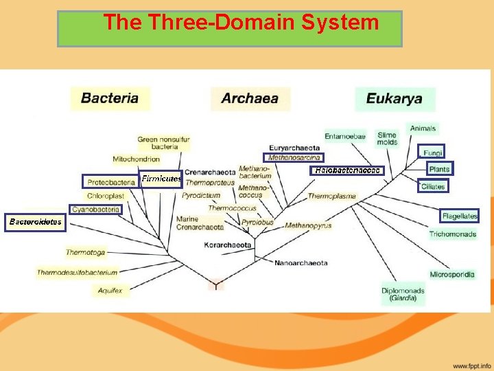 The Three-Domain System 