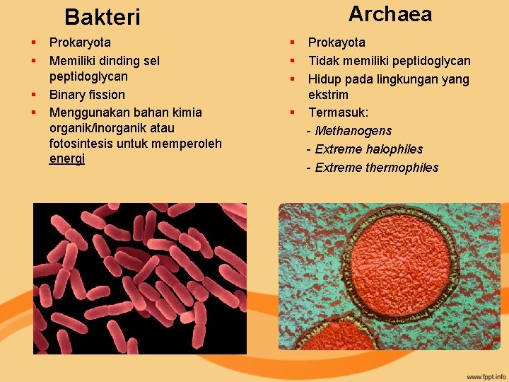 Archaea Bakteri § § Prokaryota Memiliki dinding sel peptidoglycan Binary fission Menggunakan bahan kimia