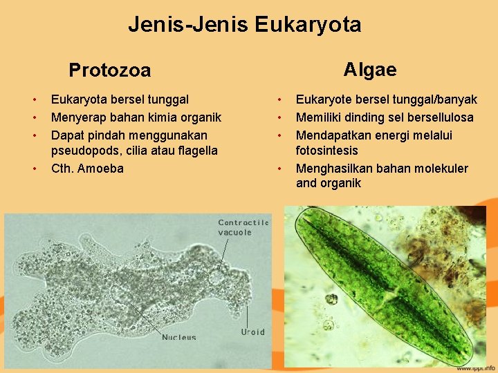 Jenis-Jenis Eukaryota Algae Protozoa • • Eukaryota bersel tunggal Menyerap bahan kimia organik Dapat