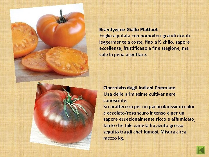 Brandywine Giallo Platfoot Foglia a patata con pomodori grandi dorati. leggermente a coste, fino