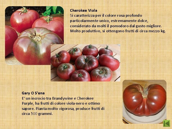 Cherokee Viola Si caratterizza per il colore rosa profondo particolarmente unico, estremamente dolce, considerato