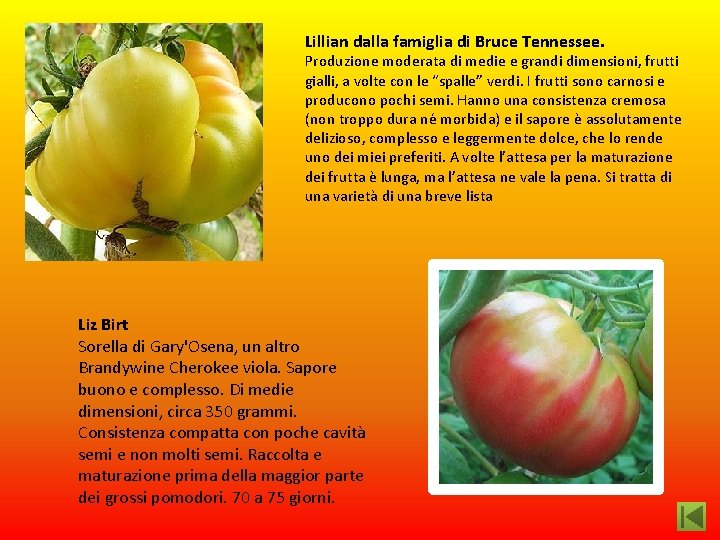 Lillian dalla famiglia di Bruce Tennessee. Produzione moderata di medie e grandi dimensioni, frutti