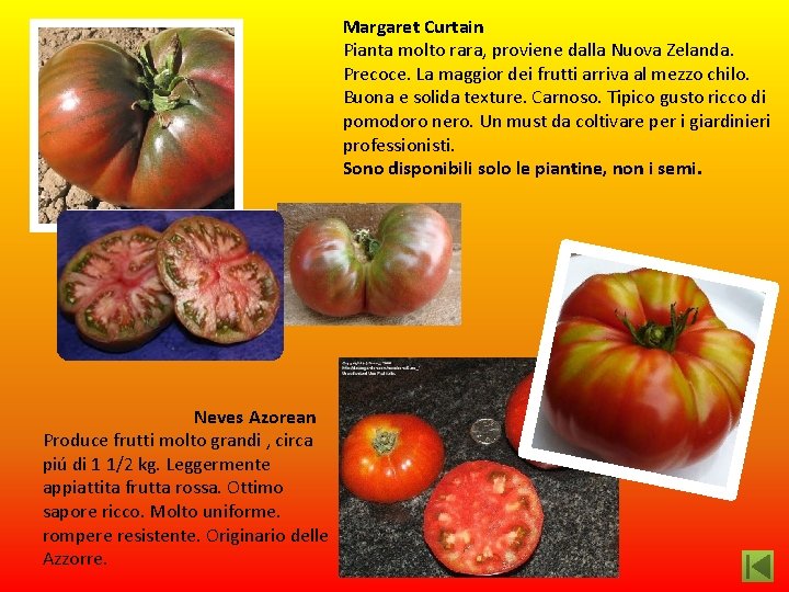 Margaret Curtain Pianta molto rara, proviene dalla Nuova Zelanda. Precoce. La maggior dei frutti