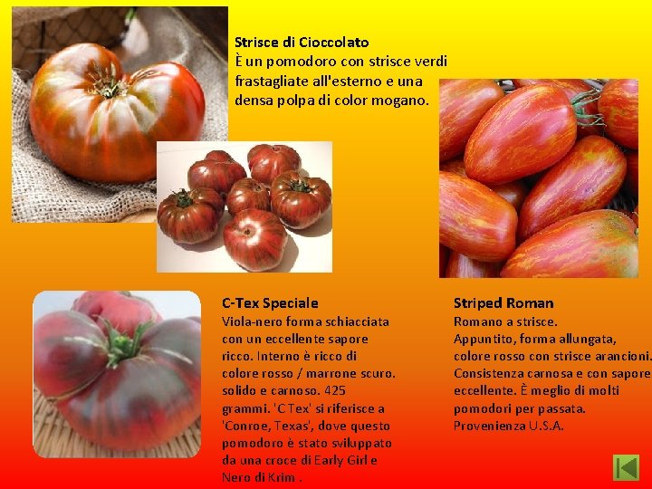 Strisce di Cioccolato È un pomodoro con strisce verdi frastagliate all'esterno e una densa