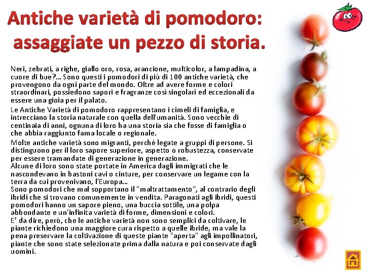 Antiche varietà di pomodoro: assaggiate un pezzo di storia. Neri, zebrati, a righe, giallo