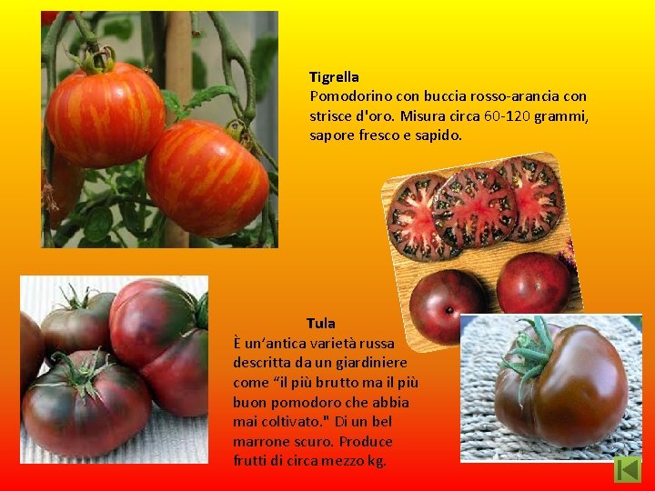 Tigrella Pomodorino con buccia rosso-arancia con strisce d'oro. Misura circa 60 -120 grammi, sapore