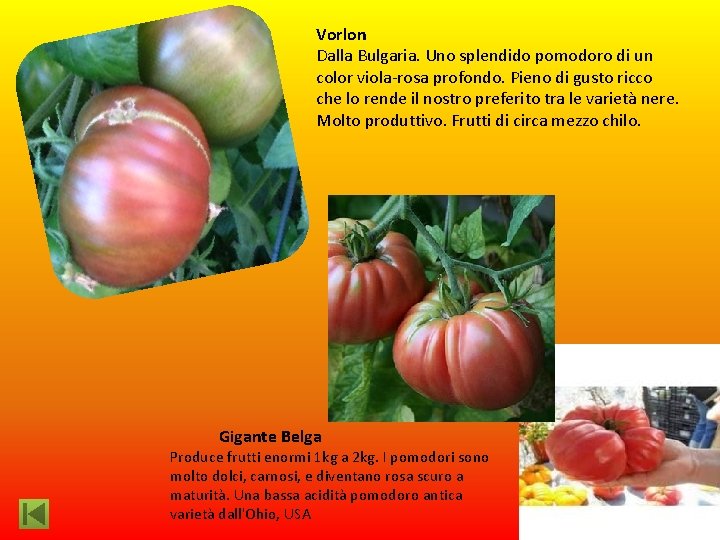 Vorlon Dalla Bulgaria. Uno splendido pomodoro di un color viola-rosa profondo. Pieno di gusto