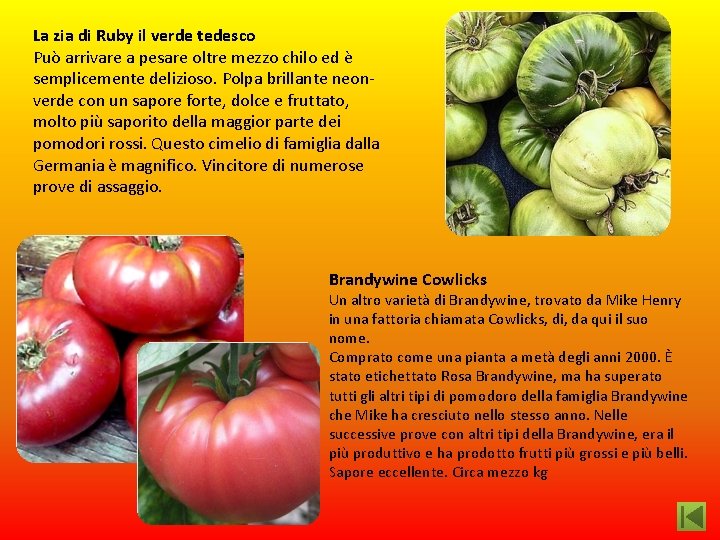 La zia di Ruby il verde tedesco Può arrivare a pesare oltre mezzo chilo