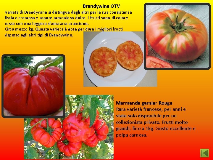  Brandywine OTV Varietà di Brandywine si distingue dagli altri per la sua consistenza