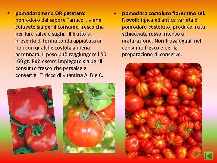  • pomodoro nano OR patataro: pomodoro dal sapore “antico”, viene coltivato sia per