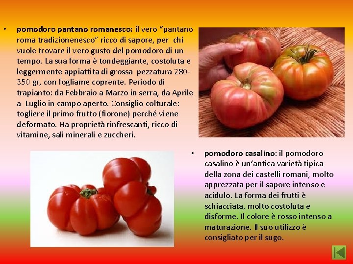  • pomodoro pantano romanesco: il vero “pantano roma tradizionenesco” ricco di sapore, per