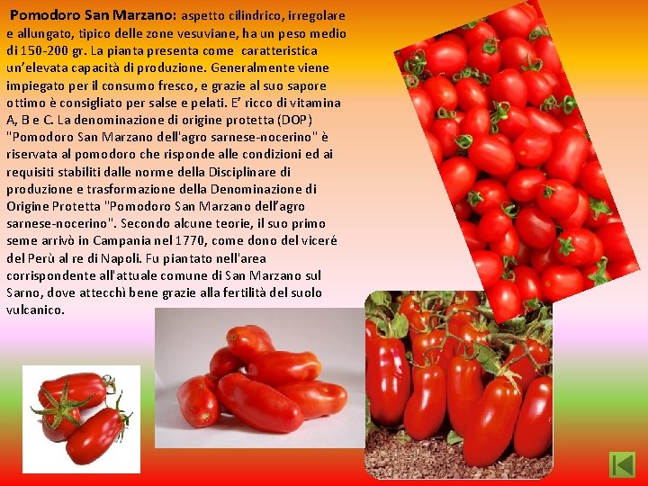  Pomodoro San Marzano: aspetto cilindrico, irregolare e allungato, tipico delle zone vesuviane, ha