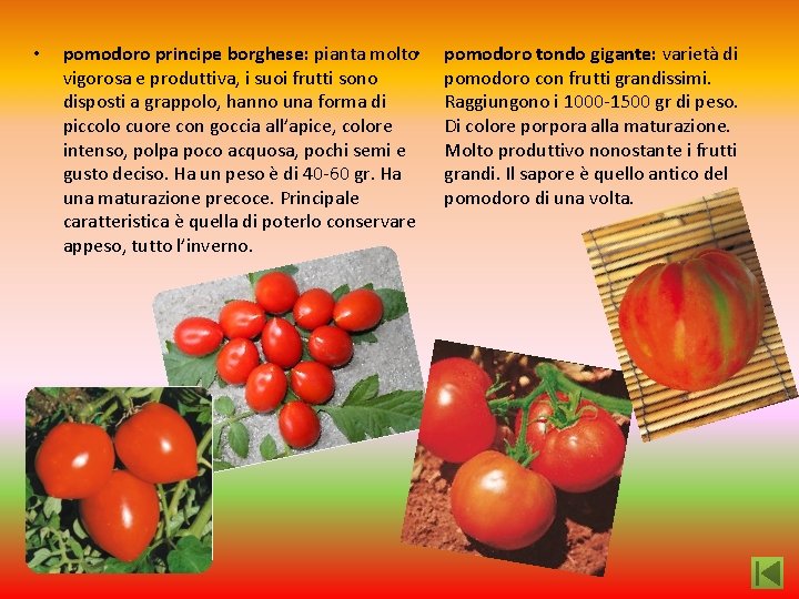  • pomodoro principe borghese: pianta molto • vigorosa e produttiva, i suoi frutti