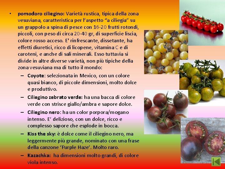  • pomodoro ciliegino: Varietà rustica, tipica della zona vesuviana, caratteristica per l’aspetto “a