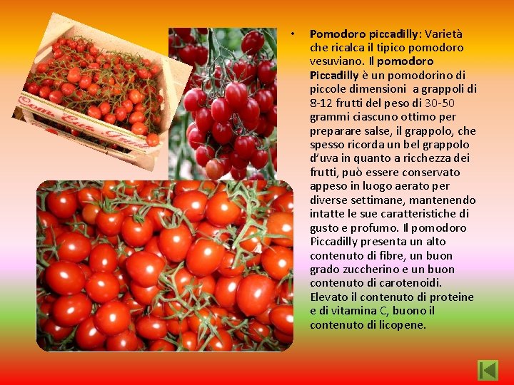  • Pomodoro piccadilly: Varietà che ricalca il tipico pomodoro vesuviano. Il pomodoro Piccadilly