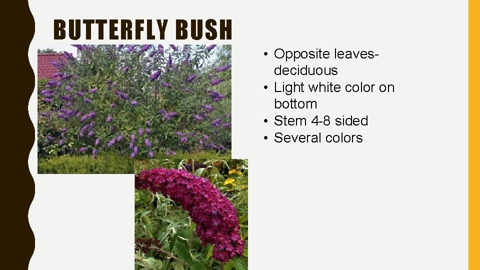 BUTTERFLY BUSH • Opposite leavesdeciduous • Light white color on bottom • Stem 4