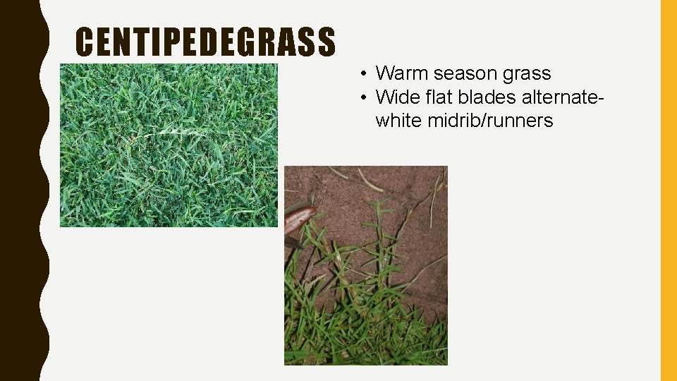 CENTIPEDEGRASS • Warm season grass • Wide flat blades alternatewhite midrib/runners 