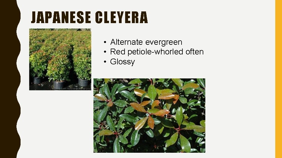 JAPANESE CLEYERA • Alternate evergreen • Red petiole-whorled often • Glossy 