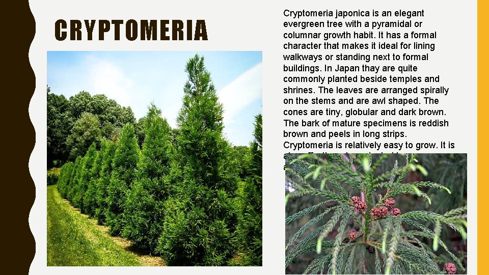CRYPTOMERIA Cryptomeria japonica is an elegant evergreen tree with a pyramidal or columnar growth