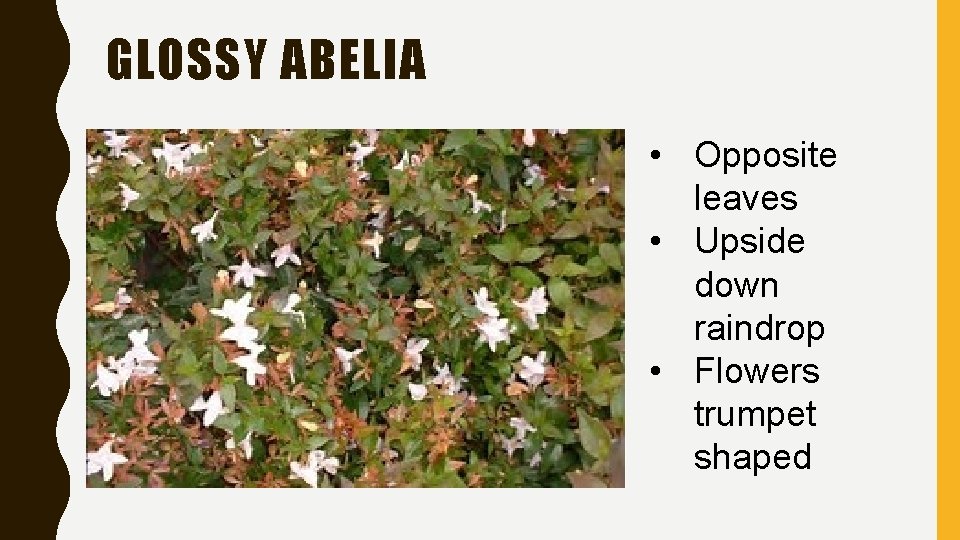 GLOSSY ABELIA • Opposite leaves • Upside down raindrop • Flowers trumpet shaped 