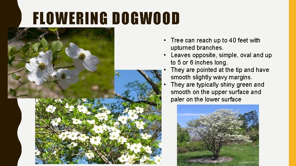 FLOWERING DOGWOOD • Tree can reach up to 40 feet with upturned branches. •