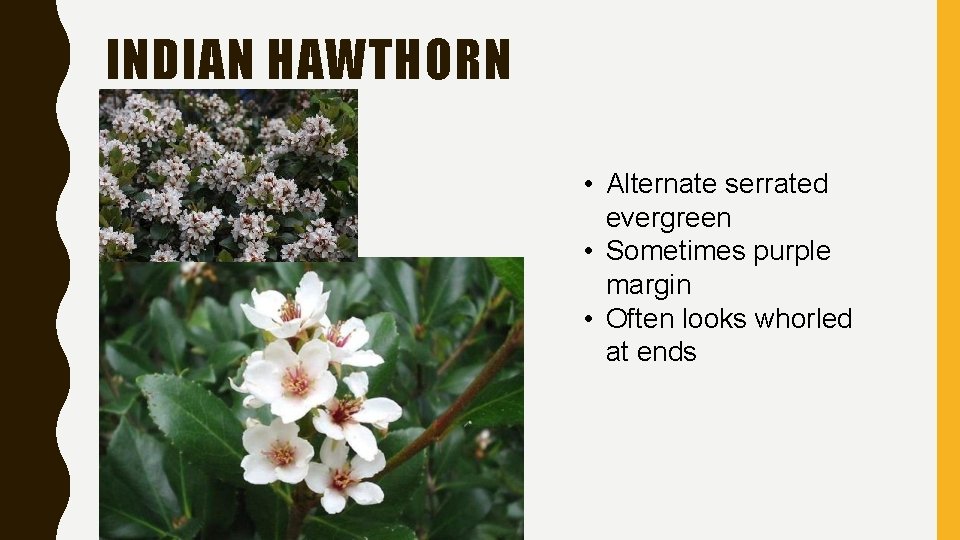 INDIAN HAWTHORN • Alternate serrated evergreen • Sometimes purple margin • Often looks whorled