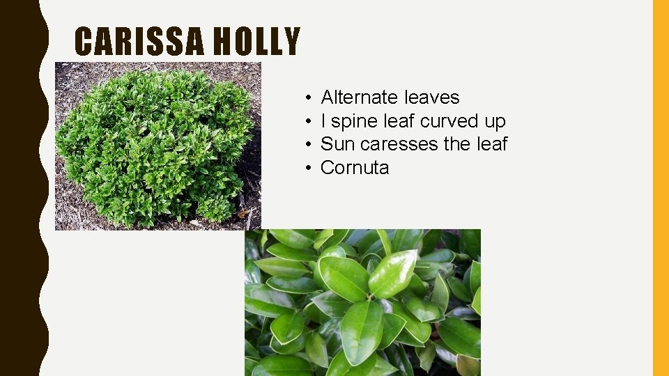 CARISSA HOLLY • • Alternate leaves I spine leaf curved up Sun caresses the