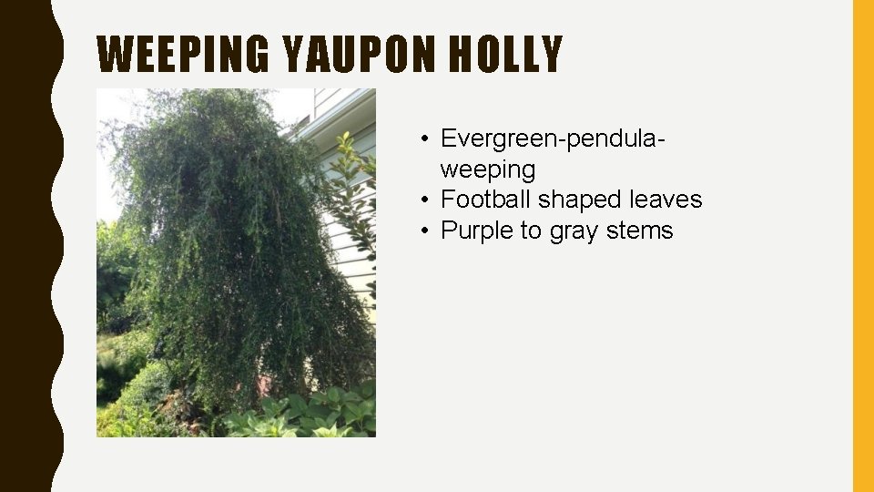 WEEPING YAUPON HOLLY • Evergreen-pendulaweeping • Football shaped leaves • Purple to gray stems