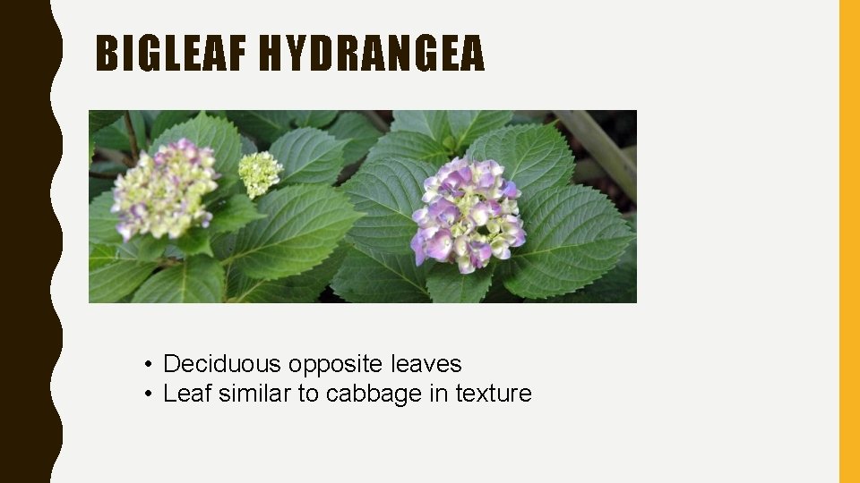 BIGLEAF HYDRANGEA • Deciduous opposite leaves • Leaf similar to cabbage in texture 