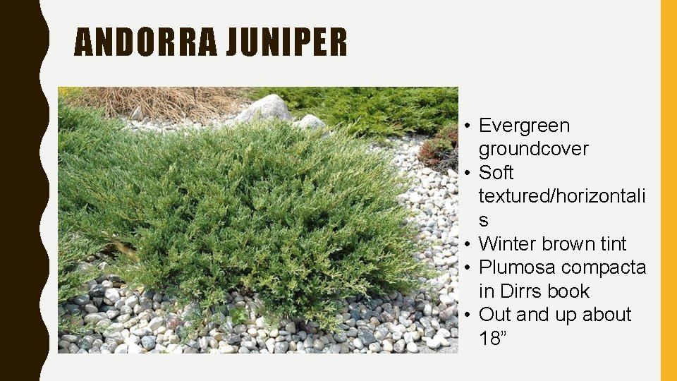 ANDORRA JUNIPER • Evergreen groundcover • Soft textured/horizontali s • Winter brown tint •