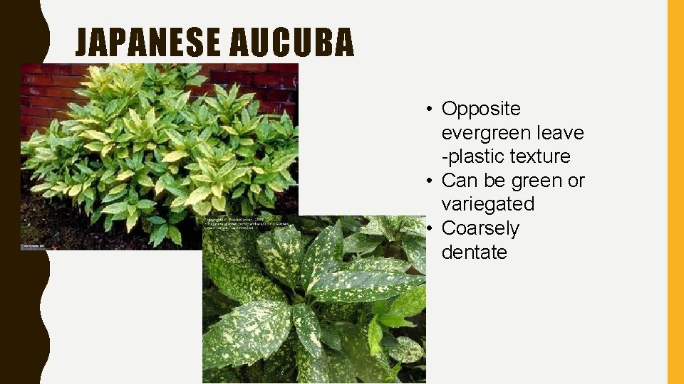 JAPANESE AUCUBA • Opposite evergreen leave -plastic texture • Can be green or variegated