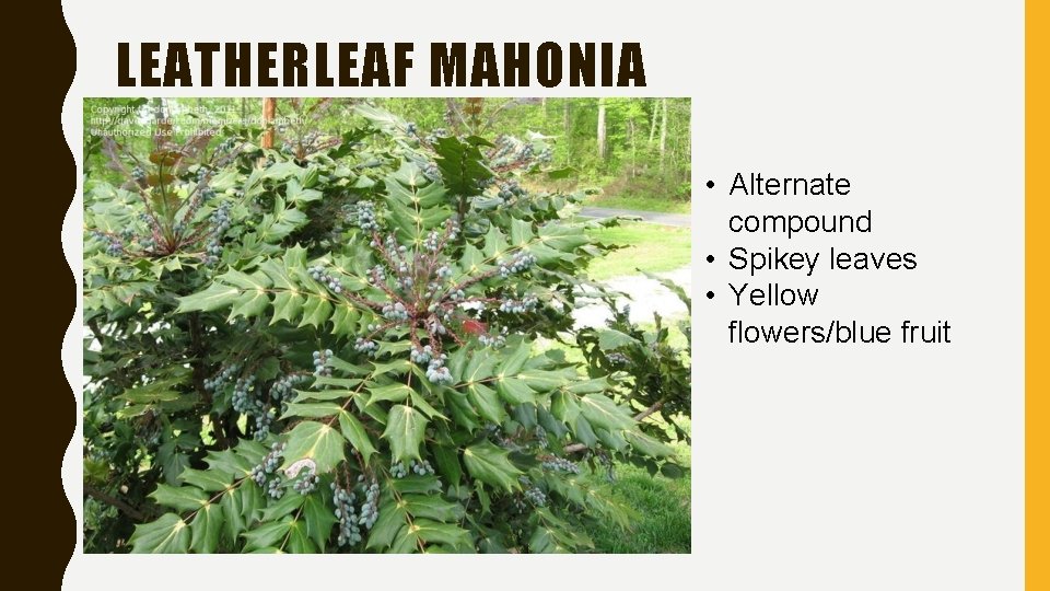 LEATHERLEAF MAHONIA • Alternate compound • Spikey leaves • Yellow flowers/blue fruit 