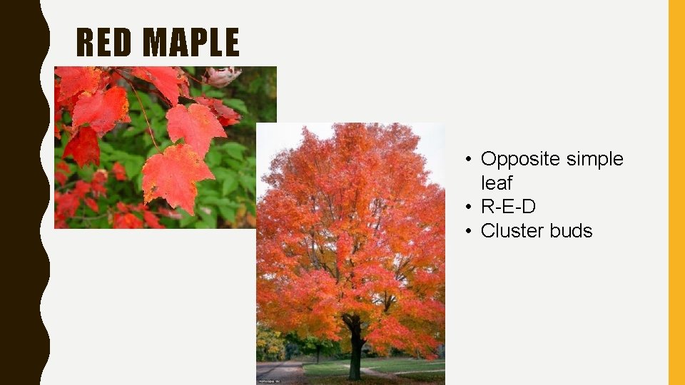 RED MAPLE • Opposite simple leaf • R-E-D • Cluster buds 