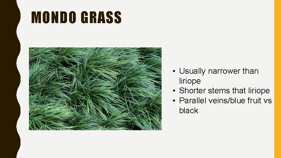 MONDO GRASS • Usually narrower than liriope • Shorter stems that liriope • Parallel
