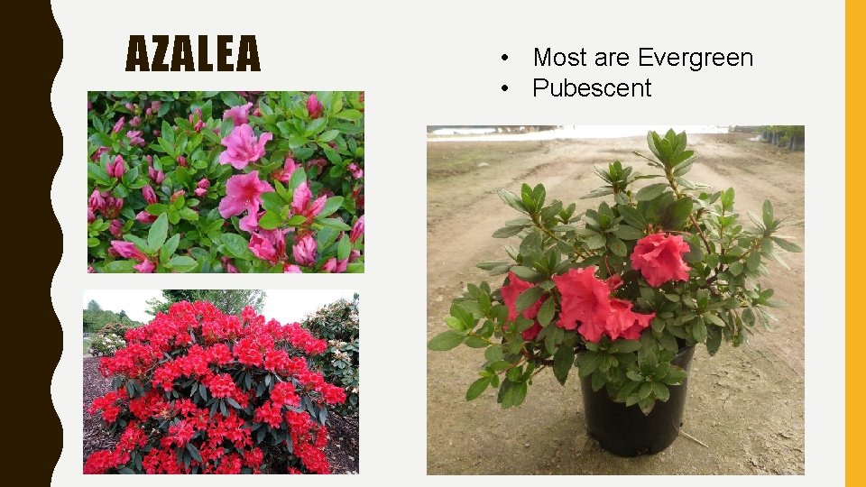 AZALEA • Most are Evergreen • Pubescent 