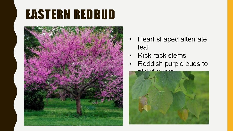 EASTERN REDBUD • Heart shaped alternate leaf • Rick-rack stems • Reddish purple buds